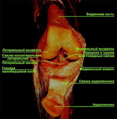Строение коленного сустава